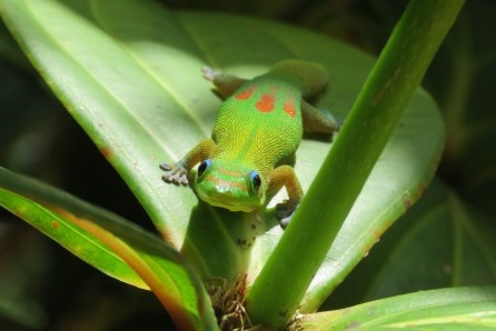 Gecko