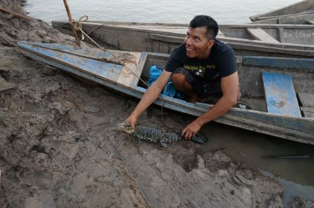 Alligator in einer Falle